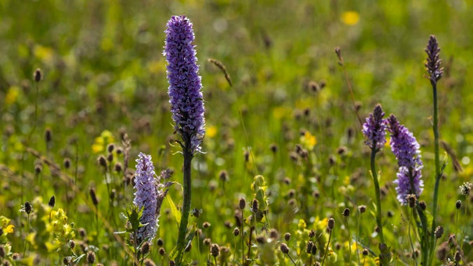 A close up photo of a wildflower meadow at Stackpole, Pembrokeshire featuring tall, purple wild orchids.